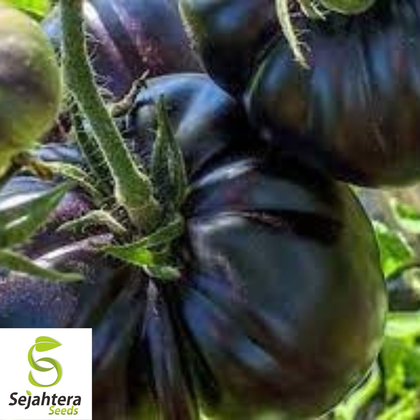 Black Sea Man Tomato Seeds - 120+ Heirloom, Organic, Non-GMO & Rare