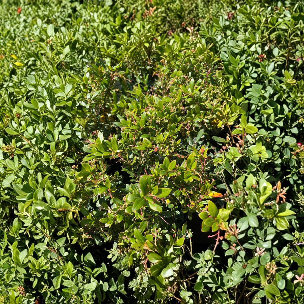 Marina Strawberry Tree – Arbutus ‘Marina’ Live Plant | 1 Foot Tall | Includes 6 Inch Nursery Pot  Compact Evergreen Tree | Ornamental Bark & Berries | Landscape Favorite