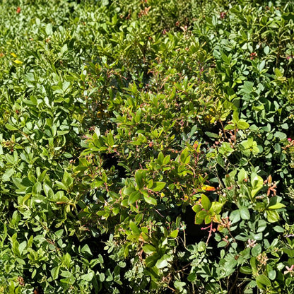 Marina Strawberry Tree – Arbutus ‘Marina’ Live Plant | 1 Foot Tall | Includes 6 Inch Nursery Pot  Compact Evergreen Tree | Ornamental Bark & Berries | Landscape Favorite