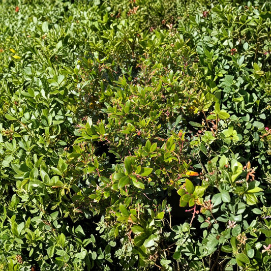 Marina Strawberry Tree – Arbutus ‘Marina’ Live Plant | 1 Foot Tall | Includes 6 Inch Nursery Pot  Compact Evergreen Tree | Ornamental Bark & Berries | Landscape Favorite
