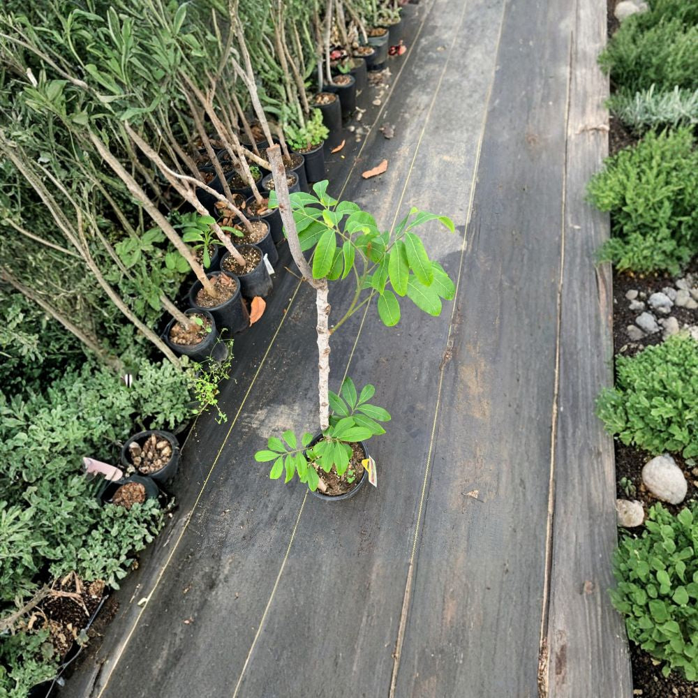 Kahola Longan Tree – Dimocarpus longan Live Air-Layered Tree | 2 Feet Tall | Includes 3 Gallon Nursery Pot  Sweet Tropical Fruit | Early Fruiting | Backyard Orchard Favorite