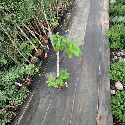 Kahola Longan Tree – Dimocarpus longan Live Air-Layered Tree | 2 Feet Tall | Includes 3 Gallon Nursery Pot  Sweet Tropical Fruit | Early Fruiting | Backyard Orchard Favorite