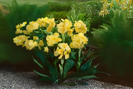 Live Yellow Canna Lily Plant in 1 Gallon Pot - Tropical Blooms, Canna indica - Vibrant Summer Color for Gardens and Patios