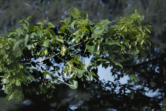 Texas Ash (Fraxinus texensis)
