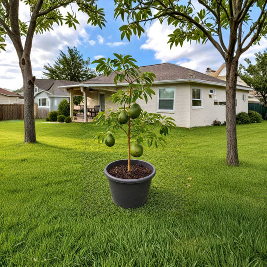 Marcus Pumpkin Avocado Tree – Persea americana Live Tropical Fruit Tree | Rare Variety  Distinctive Avocado Cultivar | Statement Landscape Tree | Premium Home Orchard Choice