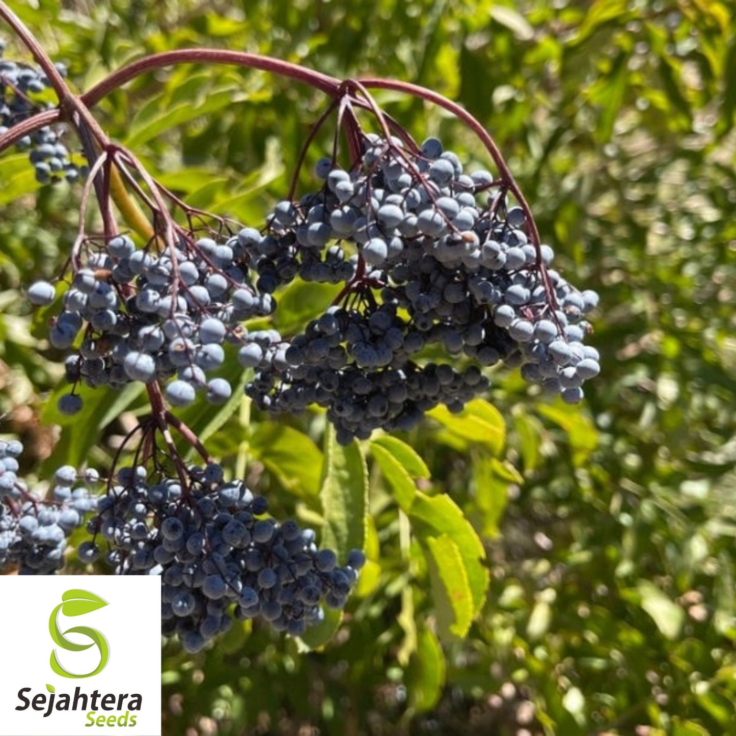 150 Blue Elderberry Seeds {Sambucus caerulea} | Edible Fruit