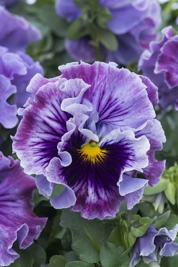 Ruffles Violet Majesty Pansy 4 Inch Live Plant – Viola × wittrockiana 'Ruffles Violet Majesty'