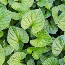 20 Wild Ginger Plants Bare Root – Asarum canadense Native Perennial – Organic Shade Ground Cover for Woodland Garden
