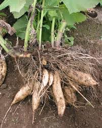 Yacón Root Plant – Smallanthus sonchifolius – Bolivian Sunroot Starter – Edible Tuber Perennial – Rare Food Forest Plant