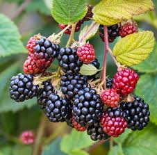 Prime-Ark Freedom Blackberry Plant – Thornless Primocane Rubus – Large Sweet Berries – Bare Root Fruit Bush