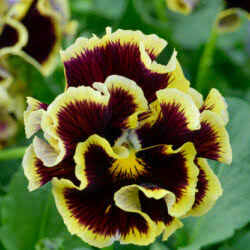 Ruffles Dark Heart Pansy 4 Inch Live Plant – Viola × wittrockiana 'Ruffles Dark Heart'