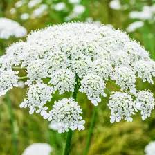 5 Queen Anne’s Lace Bare Root Plants – Daucus Carota – Perennial Wildflower – White Cottage Garden Flower – Pollinator Friendly