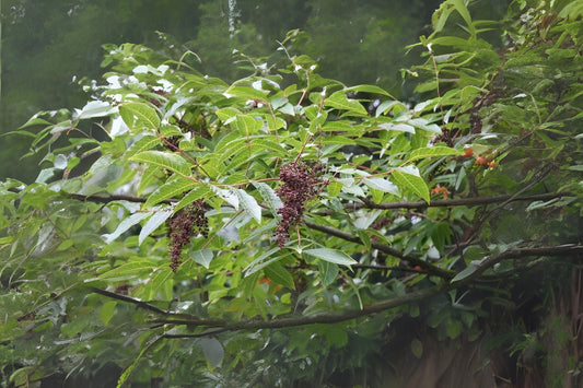 Chinese Sumac Potanin Sumac (Rhus potaninii dried berries)