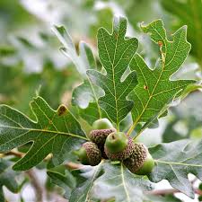 3 Bur Oak Trees 12–24” – Quercus macrocarpa Bare Root – Native Shade Tree Seedlings – Cold Hardy Acorn Tree – Wildlife Friendly