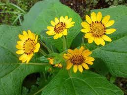 Yacón Root Plant – Smallanthus sonchifolius – Bolivian Sunroot Starter – Edible Tuber Perennial – Rare Root Vegetable Plant