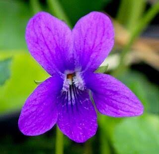 Royal Robe Sweet Violet 4 Inch Live Plant – Viola odorata 'Royal Robe'