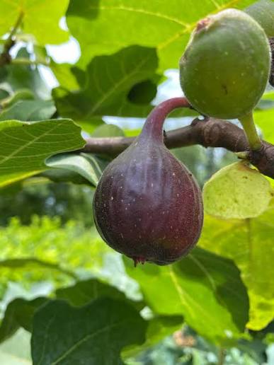 Fignomenal Dwarf Fig Tree Starter Plant – Self-Fertile Ficus carica – Compact Patio Fruit Tree – Live Edible Perennial