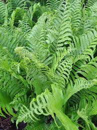 10 Ostrich Fern Bare Root Plants – Matteuccia struthiopteris – Fiddlehead Fern – Shade Perennial for Woodland Garden – Live Transplants
