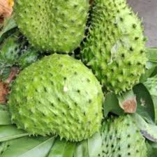 Soursop Tree Starter Plug 6–12” – Annona muricata – Graviola Guanabana Plant – Tropical Evergreen Fruit Tree – Live Exotic Plant