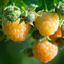 Fall Gold Raspberry Starter Plugs – Thornless Yellow Raspberry Plant – Rubus idaeus – Everbearing Golden Berry Bush