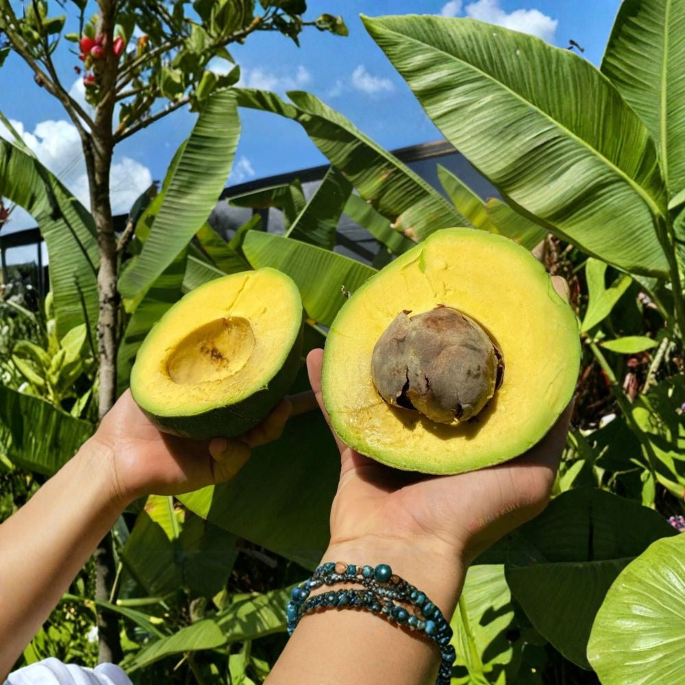 Marcus Pumpkin Avocado Tree – Persea americana Grafted Live Tree | 2–3 Feet Tall  Cold Hardy Avocado | Fast Fruiting | Premium Home Landscape Tree
