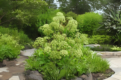 Angelica Archangel Norwegian Angelica Parship (Angelica archangelica)
