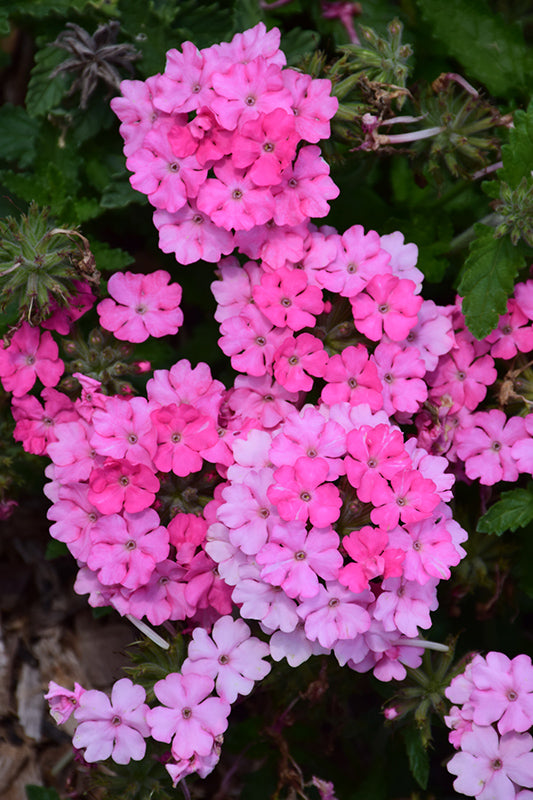 Verbena Empress Sun Pink 4 Inch Plant, Bright Pink Flowers, Heat Tolerant Annual, Pollinator Garden, Container Flower