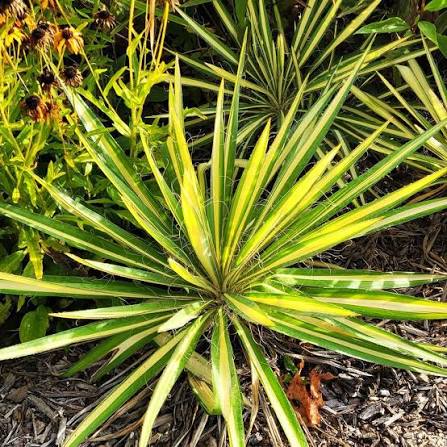 Color Guard Adam's Needle Yucca 1 Gallon Live Plant – Yucca filamentosa 'Color Guard'