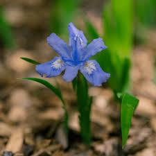 Dwarf Crested Iris Bare Root – Iris cristata Native Wildflower – Shade Groundcover Plant – Woodland Perennial