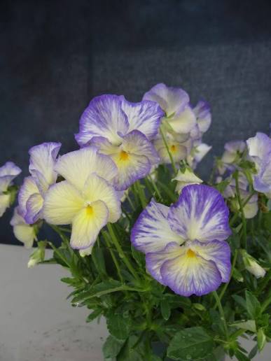 Sweetheart MagnifiScent Viola 4 Inch Live Plant – Viola × hybrida 'Sweetheart'