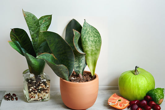 Whale Fin Snake Plant 6 in Pot, Dracaena Masoniana, Full Plant with 2+ Leaves, Air-Purifying Indoor Houseplant