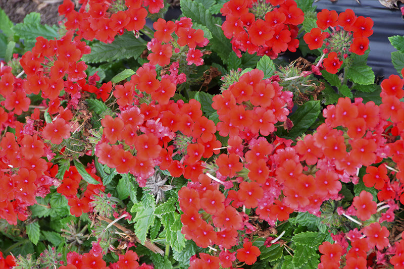 Verbena Vanessa Compact Red 4 Inch Plant, Red Garden Verbena, Heat Tolerant Annual, Pollinator Plant, Container Flower