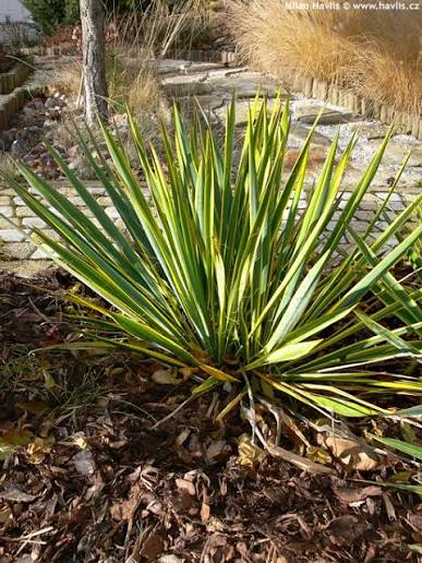 Bright Edge Adam's Needle Yucca 1 Gallon Live Plant – Yucca filamentosa 'Bright Edge'