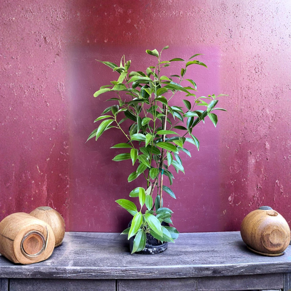 Ceylon Cinnamon Tree 3–4 ft in 10" Pot – Cinnamomum verum