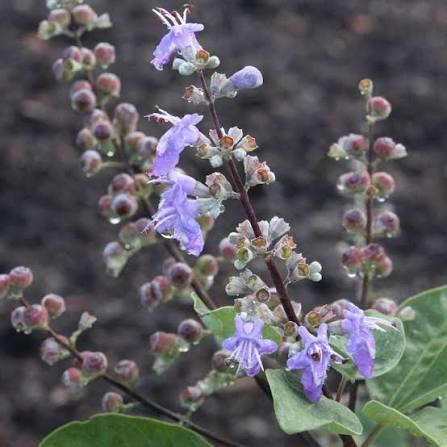 Summertime Blues Chaste Tree 1 Gallon Live Plant – Vitex 'Summertime Blues'