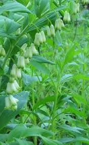 20 Solomon’s Seal Bare Root Plants – Polygonatum biflorum Native Perennial – Organic Shade Woodland Garden Transplants