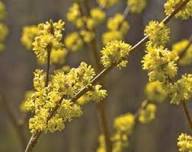 3 Spicebush Shrubs 6–12” – Lindera benzoin Bare Root – Native Woodland Plant – Swallowtail Host Plant – Fragrant Northern Spicebush