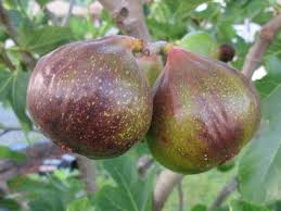 Olympian Fig Tree Start – Cold Hardy Fig Plant – Sweet Purple Fruit – Ficus carica – Live Fruit Tree for Zone 6–9 Garden