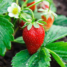 5 Chandler Strawberry Bare Root Plants – Fragaria × ananassa – Sweet Large Berries – Spring Garden Fruit – Non-GMO Heirloom Starter Plants