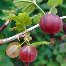 Pixwell Gooseberry Plant – Ribes uva-crispa – Cold Hardy Fruit Shrub – Sweet Tart Berries – Edible Garden Starter