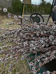 French Pussy Willow Plant 6–12” – Salix caprea Live Shrub – Early Spring Catkins – Fast Growing Deciduous Cut Branch Plant
