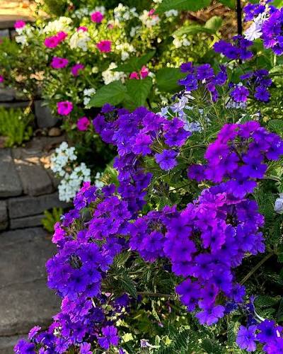 Verbena Empress Flair Cobalt Blue 4 Inch Plant, Purple Blue Flowers, Heat Tolerant Annual, Pollinator Garden, Container Flower