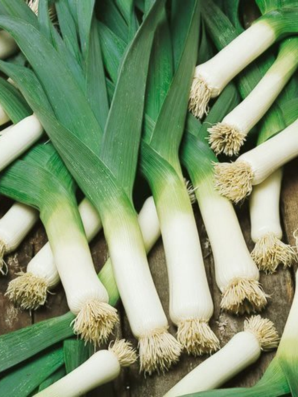 American Flag Leek Allium porrum 150 Seeds For Planting