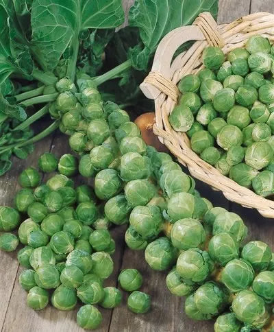 Brussel Sprouts Catskill 1 gram Seeds For Planting