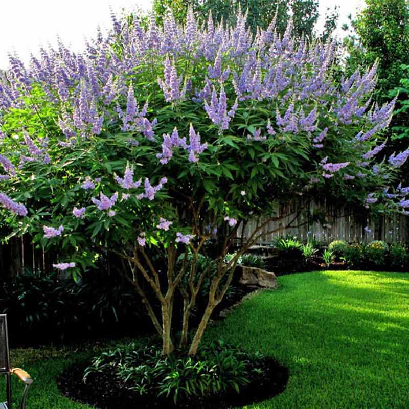 Vitex Agnus-Chastus (Chaste Tree) 10/25 Seeds For Planting