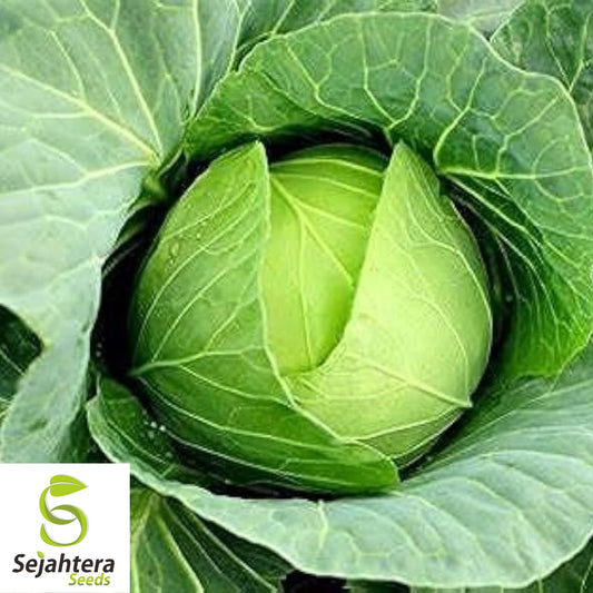 All Seasons Cabbage Seeds - 200+ Organic Heirloom - Hardy & Non-GMO