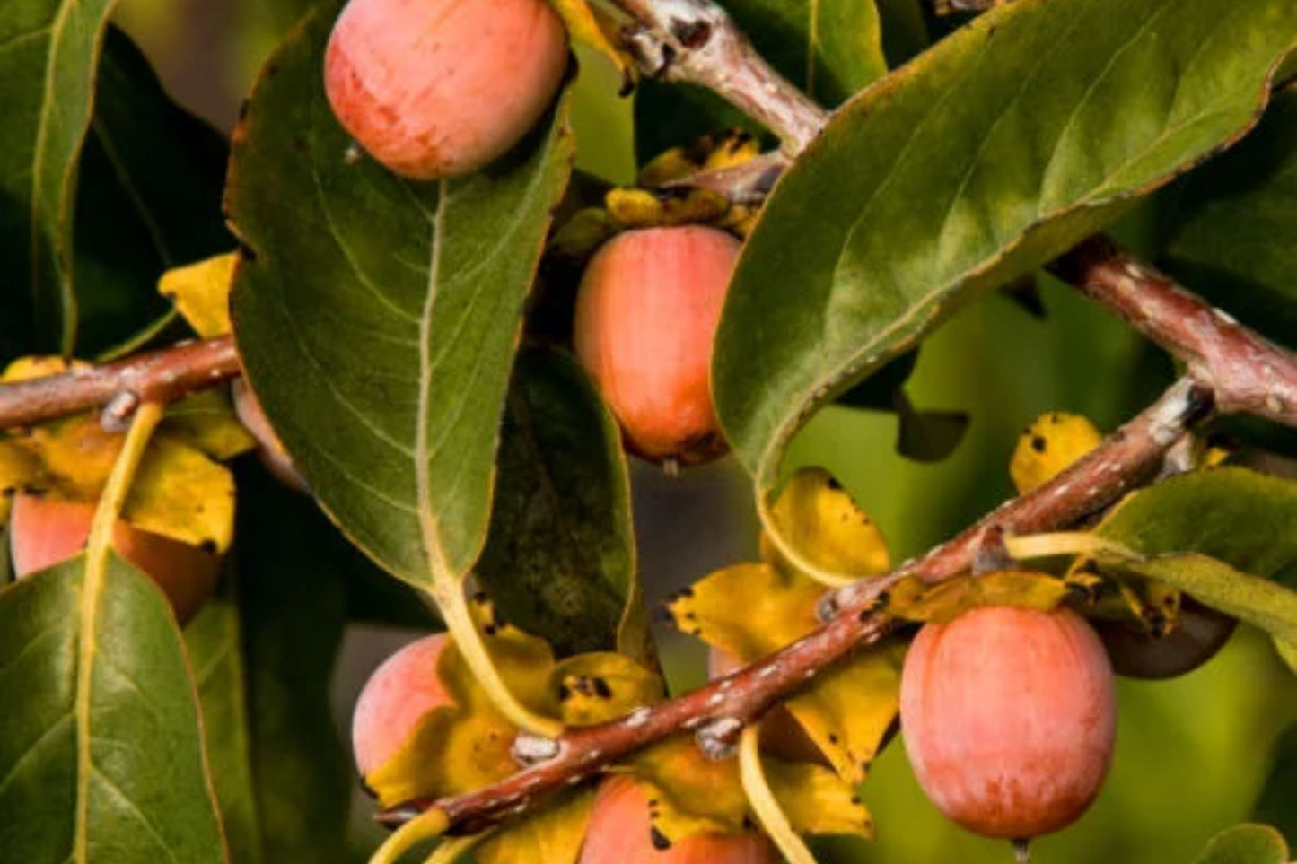 3 American Native Persimmon Trees | Diospyros Virginiana Seedlings