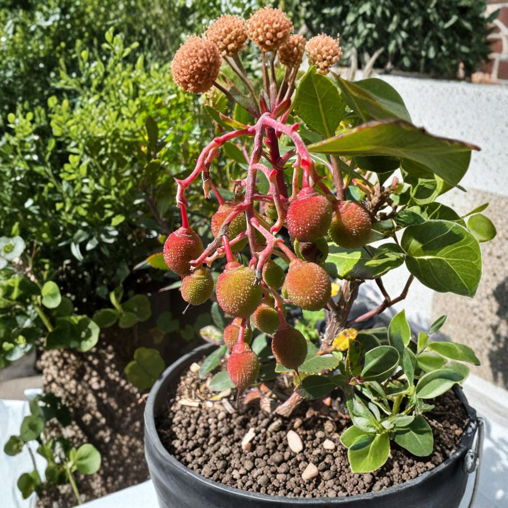 Marina Strawberry Tree – Arbutus ‘Marina’ Live Plant | 1 Foot Tall | Includes 6 Inch Nursery Pot  Compact Evergreen Tree | Ornamental Bark & Berries | Landscape Favorite