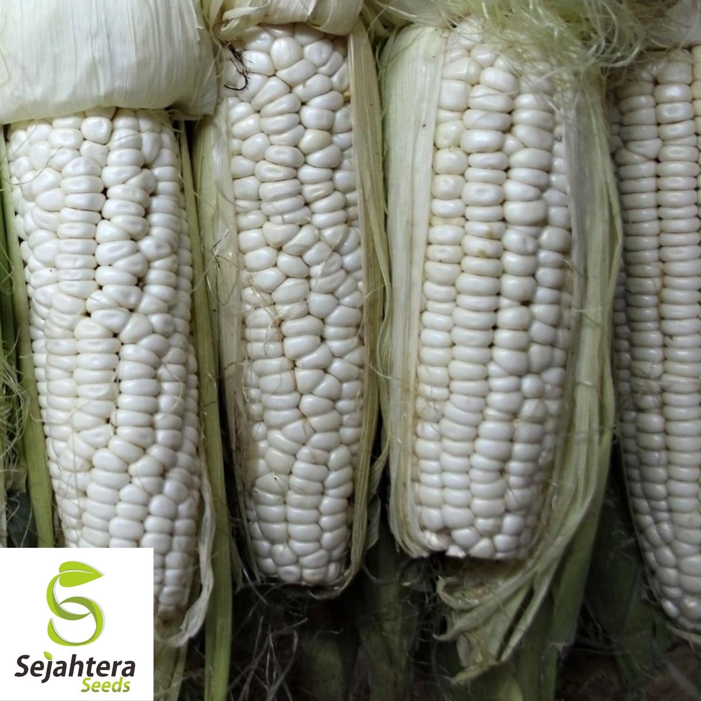 Country Gentleman White Corn Seeds 25 Ct | Sweet Heirloom Vegetable USA