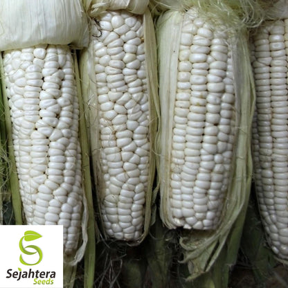 Country Gentleman White Corn Seeds 25 Ct | Sweet Heirloom Vegetable USA